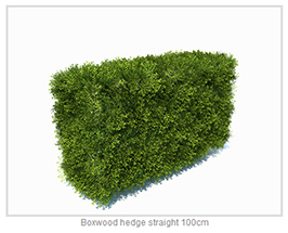 Boxwood Hedge