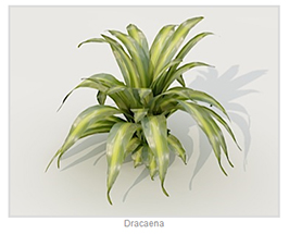 Dracaena